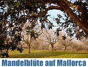 Im Februar zur Mandelblüte nach Mallorca - Ein Traum in Rosa und Weiß. Romantic Break im Fincahotel La Posada del Marqués (Foto: Joan Coll)